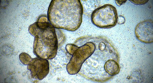 Model_Organoids.jpg